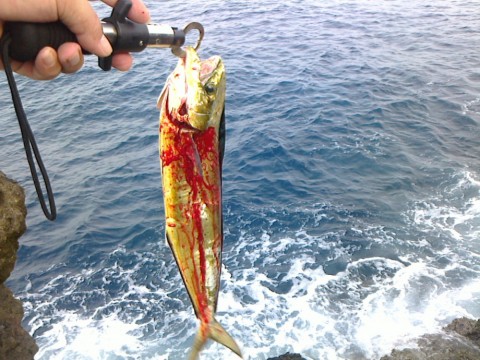 sxekxurm7hwpy63626f4_480_480-45c094fa.jpg