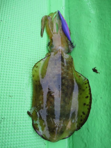 sxiu4u6oud85kgpsgm2u_480_480-6e0275cf.jpg