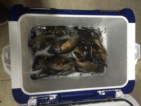 sxpkzhhvxux85hdu4b8k_480_480-a06791f5.jpg