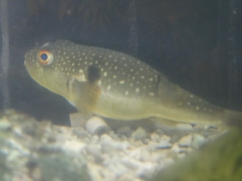 sxrkj7p6dgrmdhsu8f4y_480_480-a92647c0.jpg