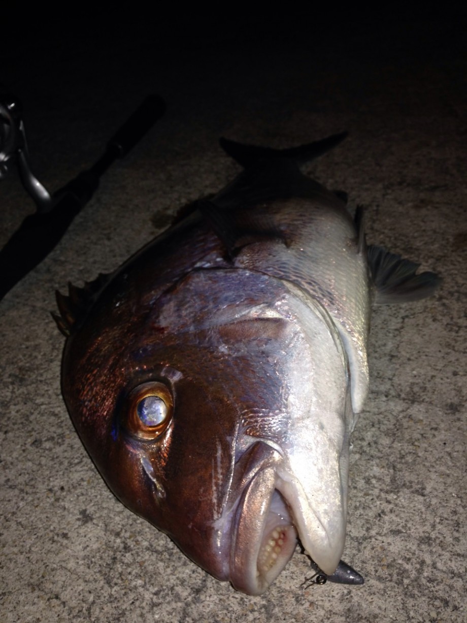 経験ゼロのオレが釣してみる ショア真鯛リベンジ 40尾目 経験ゼロのオレが釣してみる ショア真鯛リベンジ 40尾目