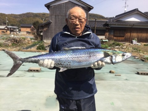 メーターオーバーのサワラ
