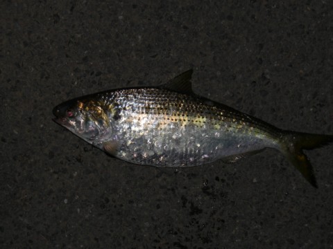 sya64aoyawe8ojmfnsdi_480_480-95668981.jpg