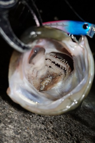 sym3j2hypcymp8on3ske_480_480-8b5e94ed.jpg
