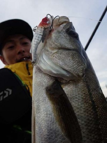 syohbwo5aje5baitbujz_480_480-e5f006db.jpg