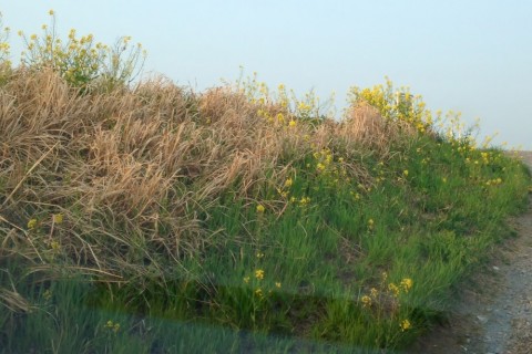 syscopyobvp5hor3wd7p_480_480-2e23ff83.jpg
