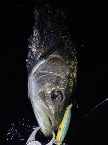 sz3rtzpx2mjgnck885se_690_920-1f733f4f.jpg