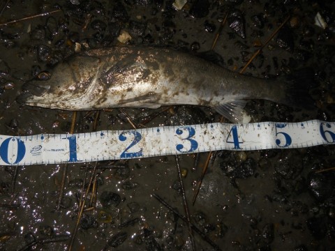 szarjhdyk2awsoai89r8_480_480-31c5376b.jpg