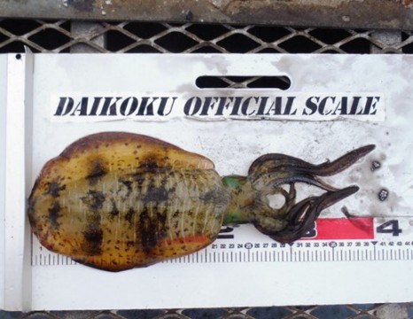 szkj726xgurh4xovoo8m_480_371-d759b057.jpg