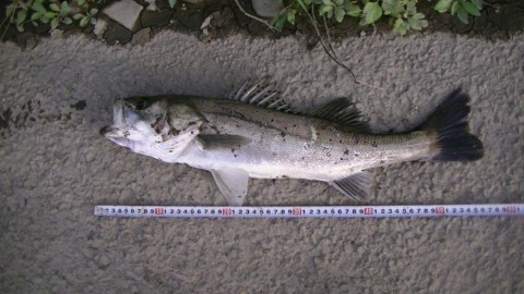 szz6e955t5yo96jkgfp9_480_480-d4549708.jpg