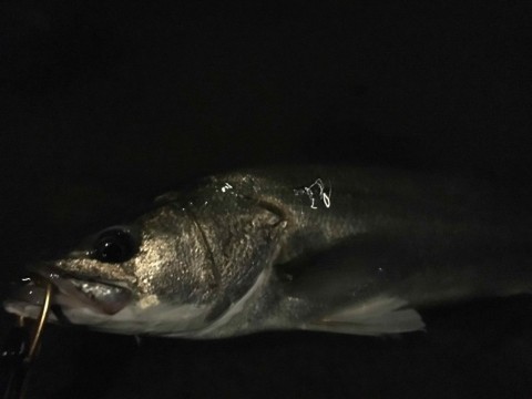 t2fxmvnvbxodzpe9456n_480_360-501c0e14.jpg