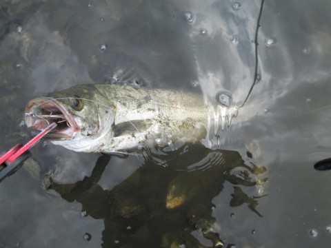t2nuvwpkftrtdy35uh66_480_480-6f480f9e.jpg