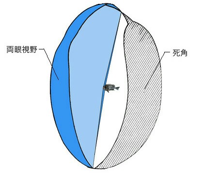 t3hvsvwfaja6shci5yxr_450_357-6bdc7d06.jpg