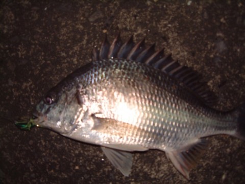 t4hnGJQsowjOw6OGiSf2_480_480-693054e2.jpg