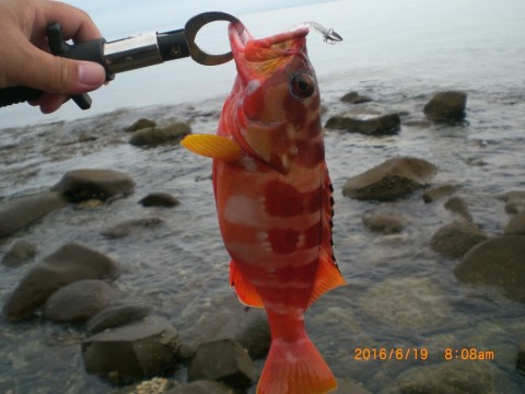 t4s7n9yinf2pd79zute2_480_480-25bc86b8.jpg