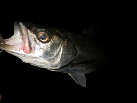 t5k8y4tgiriinn4sgkg2_480_480-eba721ef.jpg