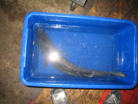 t5ttun9uvvhfbbpa2ao8_480_480-ef5ae553.jpg