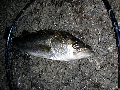 t6hs5zt4ua9bzc4oxtt8-c533c1b0.jpg