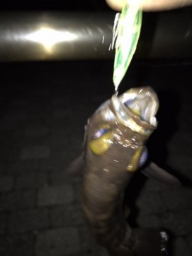t6z6cokago4bpxzriosm_361_480-b79c9f3c.jpg