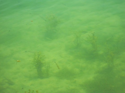 t7smbix3967h3dvbdh4w_480_480-9b1ffe14.jpg