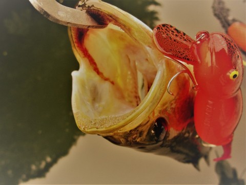 t82ic6tj9zmspzynwbpz_480_480-14c46305.jpg