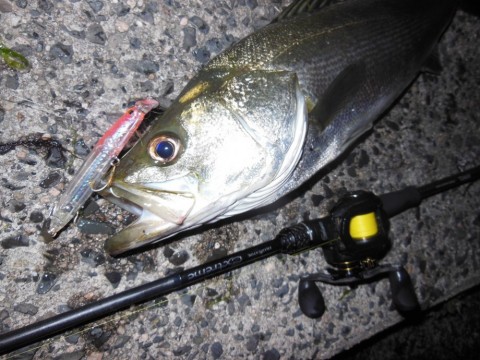 t9pessx7ozcbinoiubga_480_480-16182055.jpg