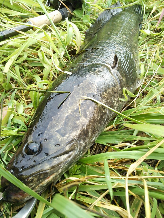 そくめんの釣行記 埼玉ライギョ釣り
