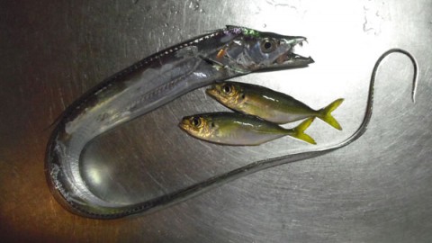 指3本半と豆アジ2匹