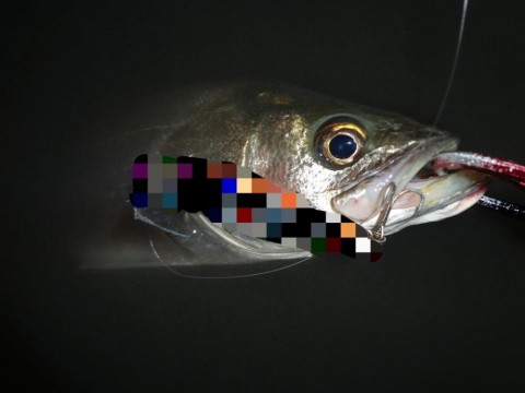t9uvja4hit9m2jpxb23j_480_480-f726b1a3.jpg