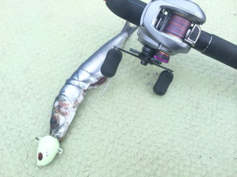 t9wsceet4khryuioxwhc_920_690-c09d104a.jpg