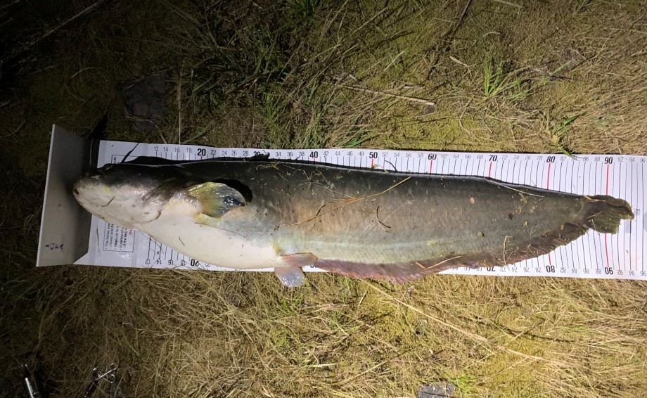 Second Fishing Life ビワコオオナマズ釣り