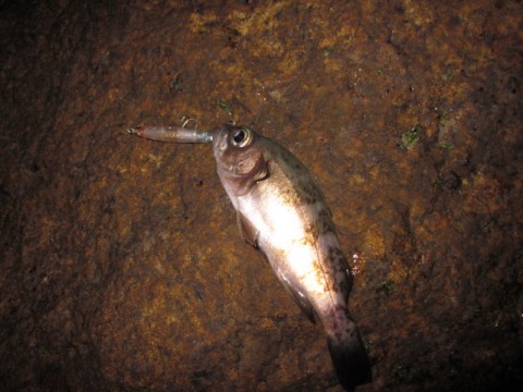taonnriyxuyweby2fjrt_480_480-07765e6c.jpg