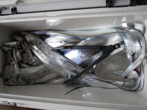 tar8p7bow22wf94hk7f5_480_480-41f492bf.jpg