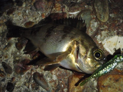 tcduybehm4sx8hx66k5x_480_480-c5104fac.jpg