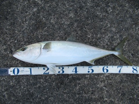 tcvdcoyiwzs6gk7hgnss_480_480-2610964b.jpg