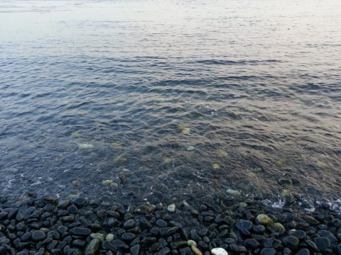 td4gzxedeksnpjz4g8ks_480_480-73671174.jpg