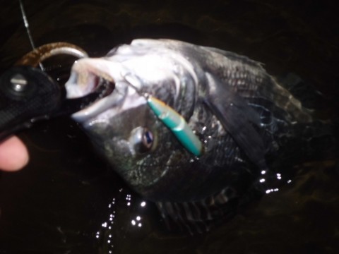 td9ktedbptriwxsebxd7_480_480-67fd8eae.jpg