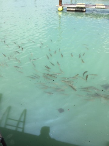 青潮