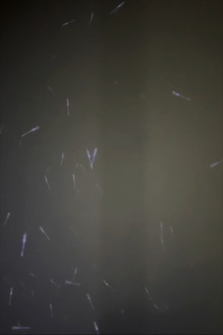 texg8zc8p69ezrmaujg2_480_480-fc027529.jpg