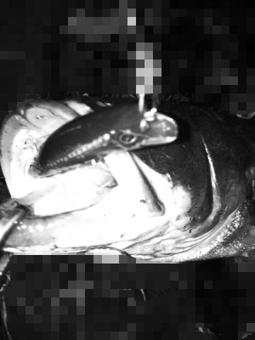 tf76s6hn7ewh5kka9th2_690_920-2742159d.jpg
