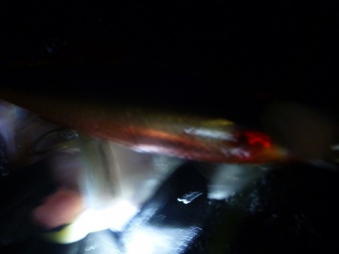 tfjbhwd2keuondszh8th_480_480-d9bcb0c4.jpg