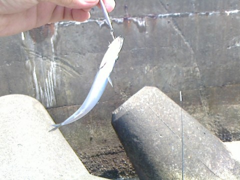 tfkr4dcyhwdbktkdiwkf_480_480-66c73cc8.jpg