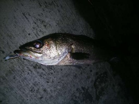 tfo88frfd9vn4yuema8o_480_480-12a95acc.jpg