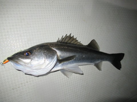 tforuzu6jr5zftbmn29a_480_480-7f854465.jpg