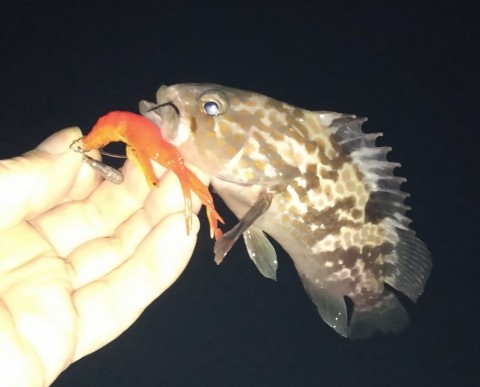 小さいアコウ