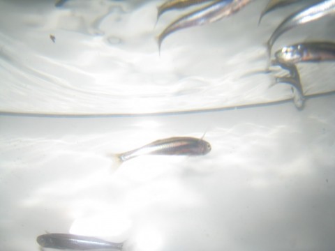 tfyiosdfbgxrdga8pw2z_480_480-04082a06.jpg