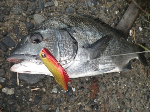 tg2drhuytvj26e2cs2px_480_480-9f280c18.jpg