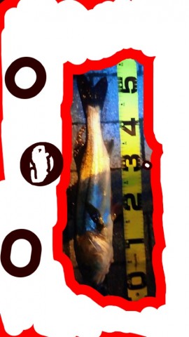 tg5mg932r3fu9rbbbtej_518_920-b9c76466.jpg