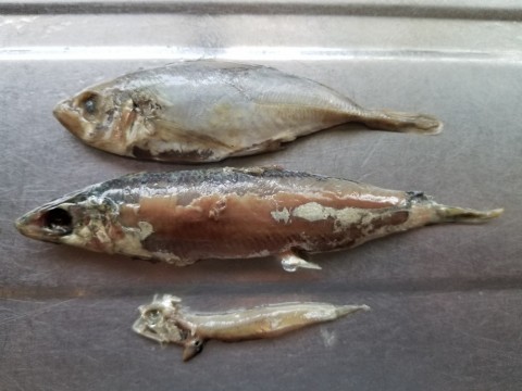 tgechiithnp5perabvmf_480_480-e9e65d27.jpg