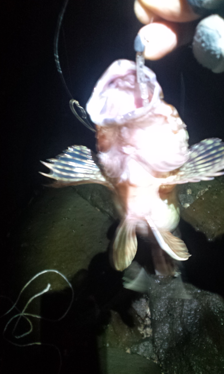 釣りログ ガラカブ かさご O 人 O アリガタヤ 釣りログ ガラカブ かさご O 人 O アリガタヤ